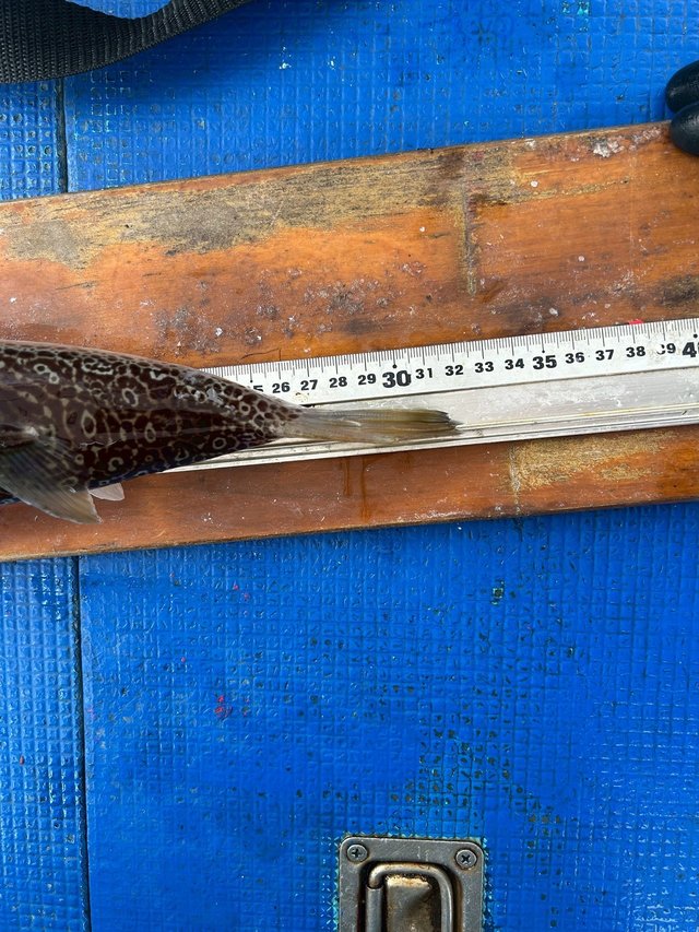 ショウサイフグ