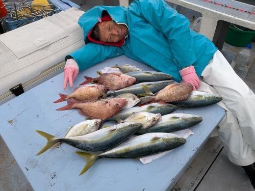 マダイ・カイワリ・イナダ(ブリ)