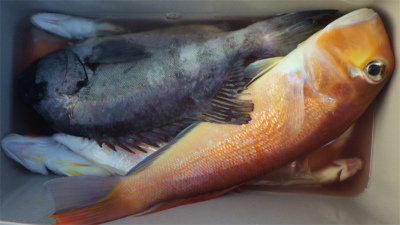 イシダイ・アマダイ(アカアマダイ)