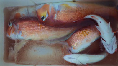 アマダイ(アカアマダイ)