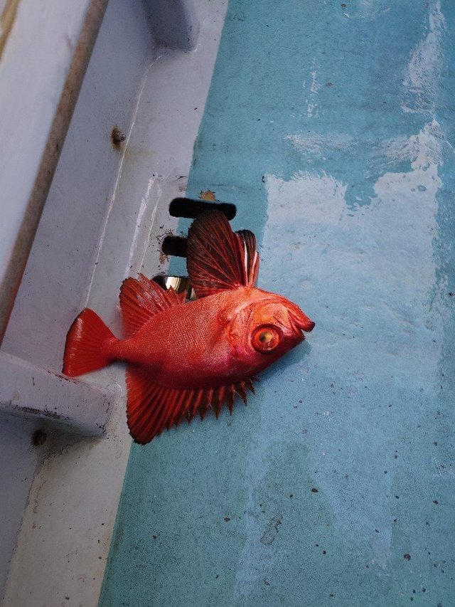 キントキ(チカメキントキ)