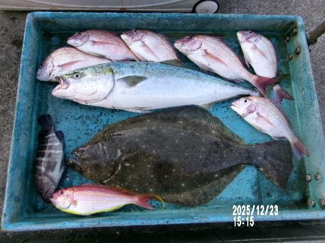 マダイ・マハタ・ワラサ(ブリ)・イトヨリ(イトヨリダイ)・ヒラメ