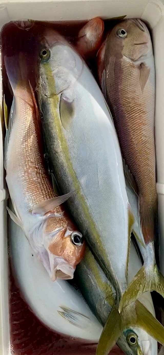 イナダ(ブリ)・アマダイ(アカアマダイ)・シロアマダイ