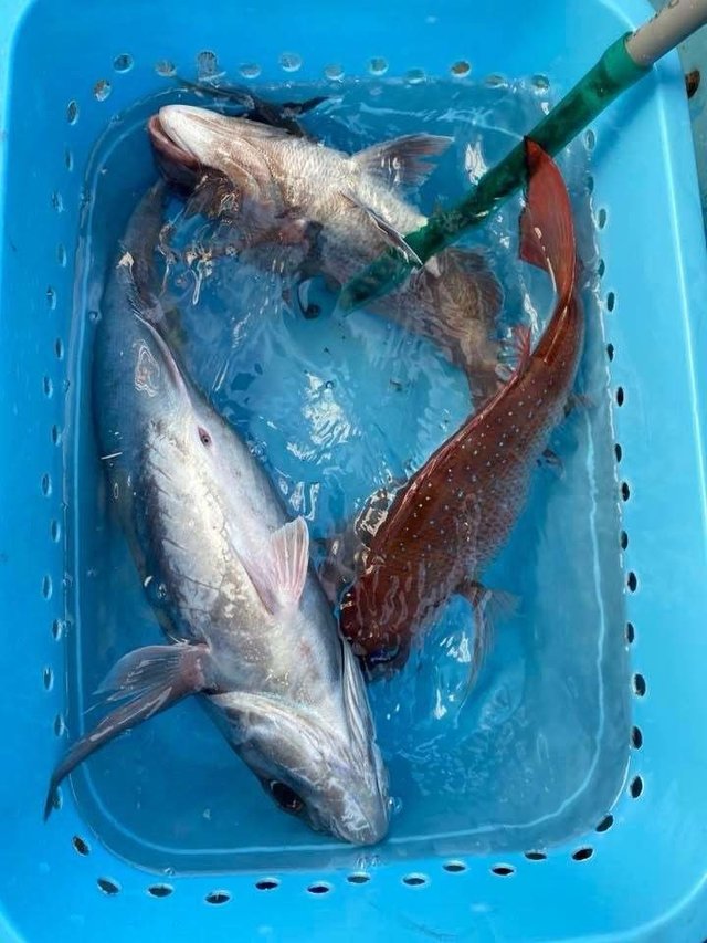 マダイ・メダイ