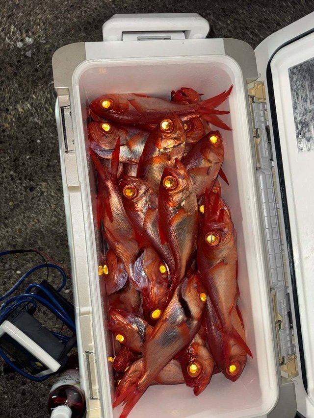 キンメ(キンメダイ)