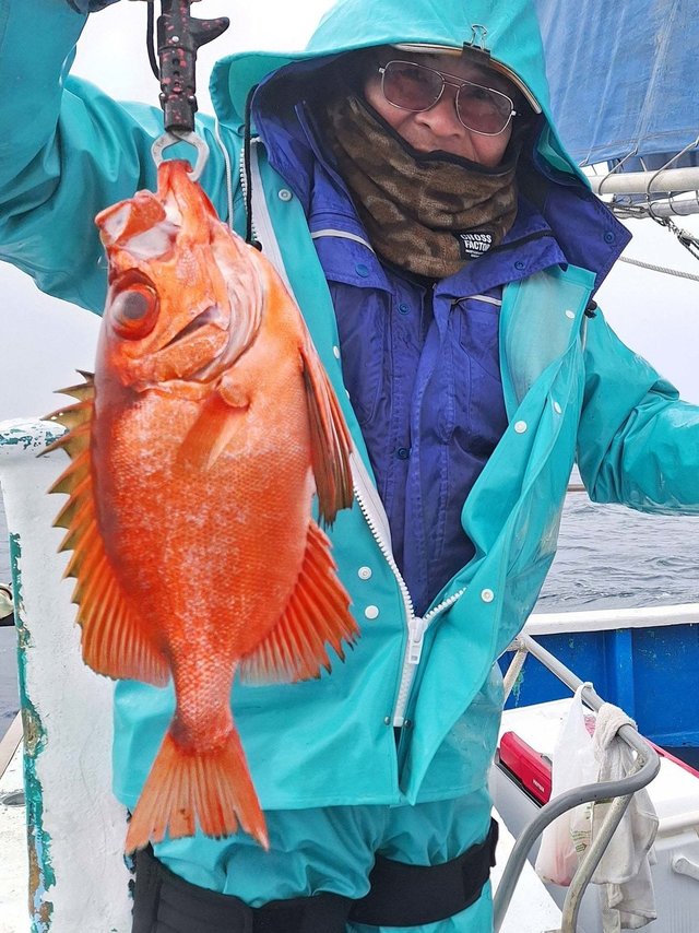 キントキ(チカメキントキ)