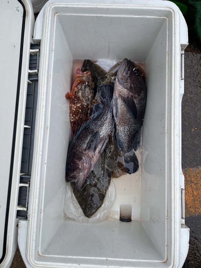 ソイ(クロソイ)・カサゴ・ヒラメ