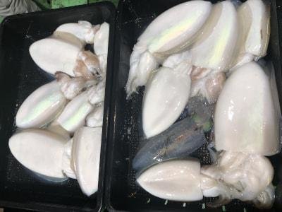 アオリイカ・モンゴウイカ(カミナリイカ)