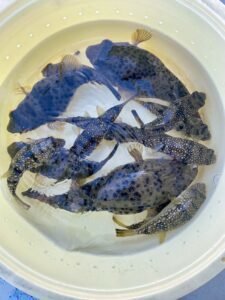 ヒガンフク(ヒガンフグ)