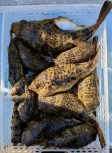 ヒガンフク(ヒガンフグ)