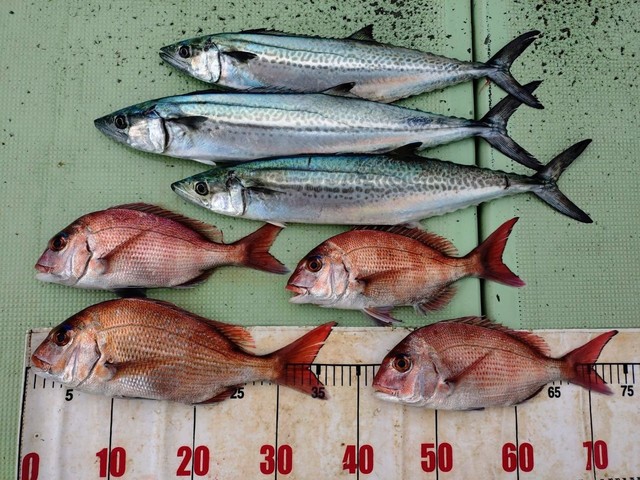 タイ(マダイ)・サゴシ(サワラ)