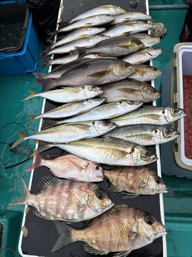 マアジ・メイチダイ