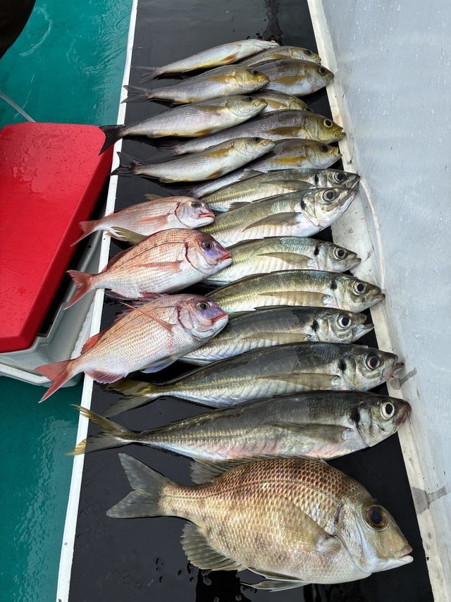 マアジ・メイチダイ