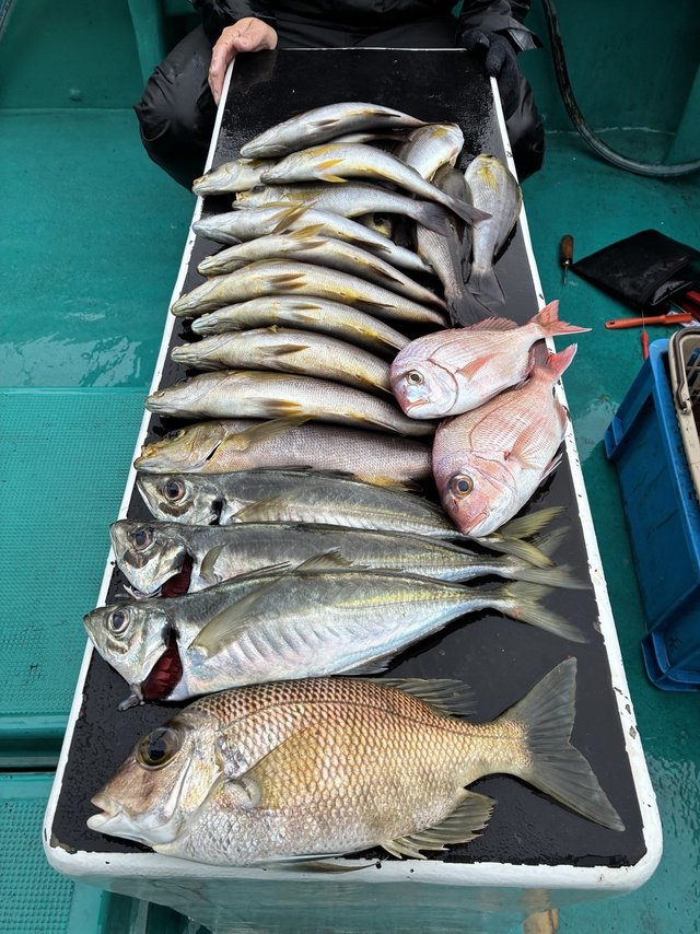 マアジ・メイチダイ