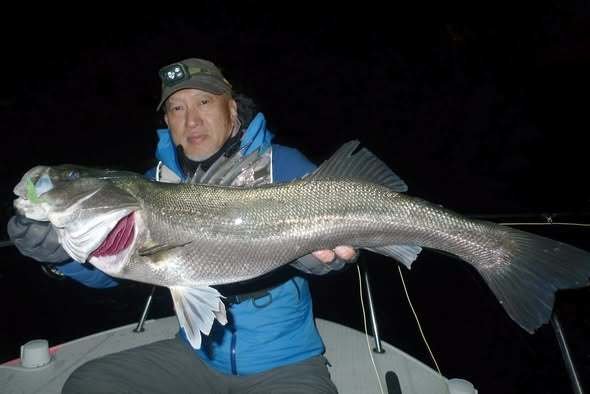 シーバス(スズキ)