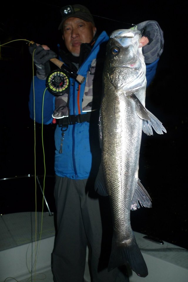 シーバス(スズキ)