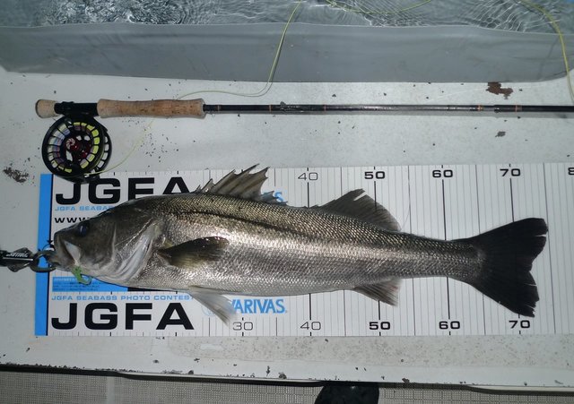 シーバス(スズキ)