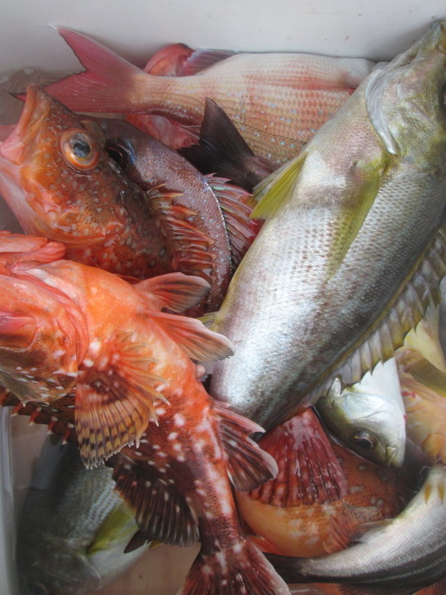 コダイ(マダイ)・イサキ・ガシラ(カサゴ)