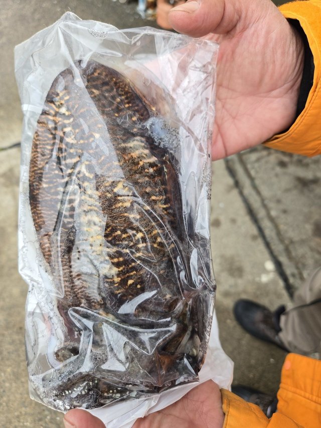 スミイカ(コウイカ)