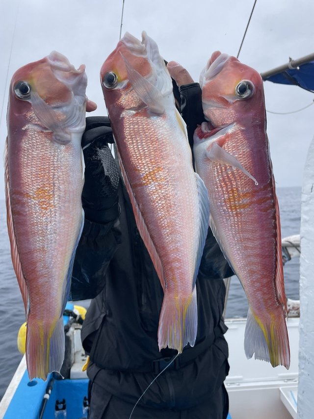 アマダイ(アカアマダイ)