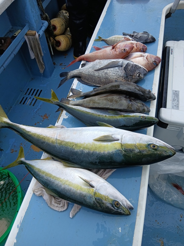 マダイ・ワラサ(ブリ)