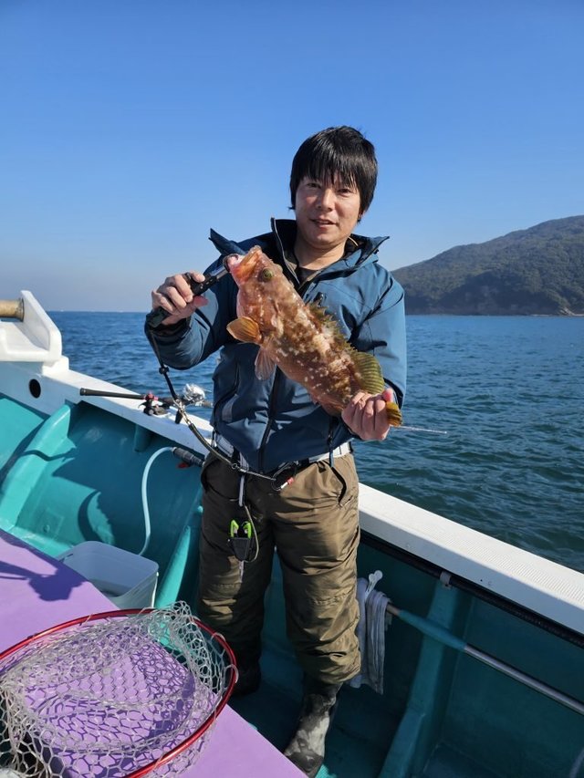 アコウ(キジハタ)