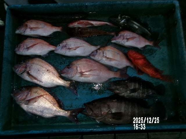 マダイ・マハタ・オニカサゴ・ホウボウ