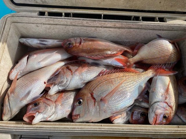 ハナダイ(チダイ)