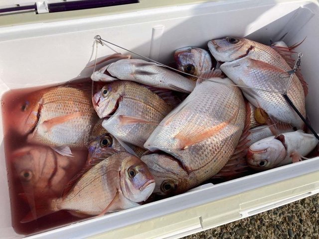 ハナダイ(チダイ)