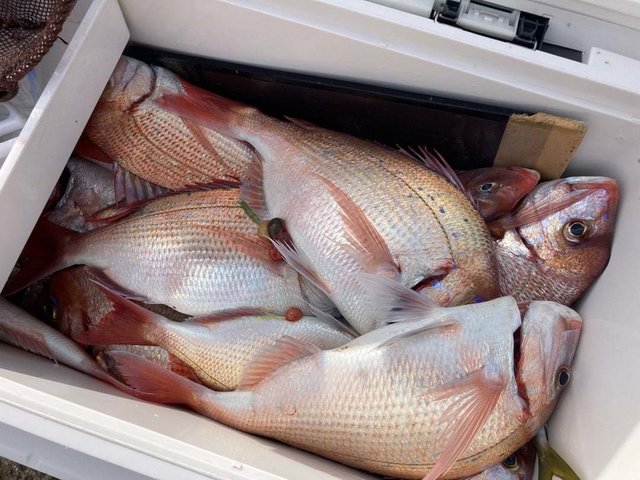 ハナダイ(チダイ)