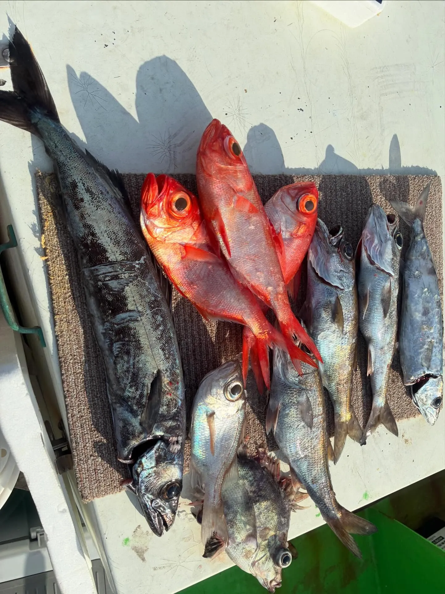 クロムツ・クロシビカマス・キンメ(キンメダイ)・シロムツ(オオメハタ)