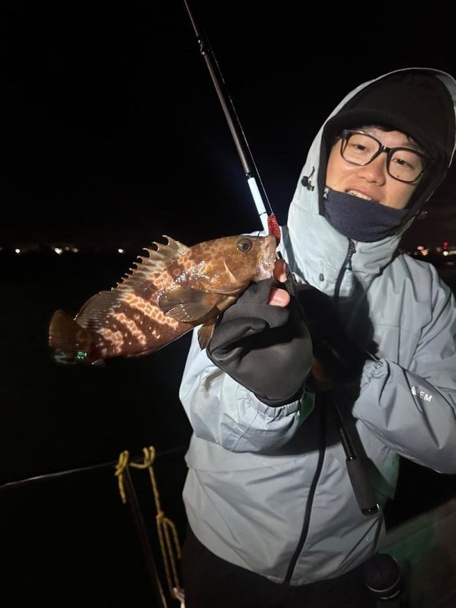 アコウ(キジハタ)