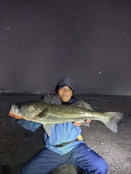 シーバス(スズキ)