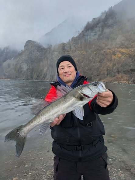 シーバス(スズキ)