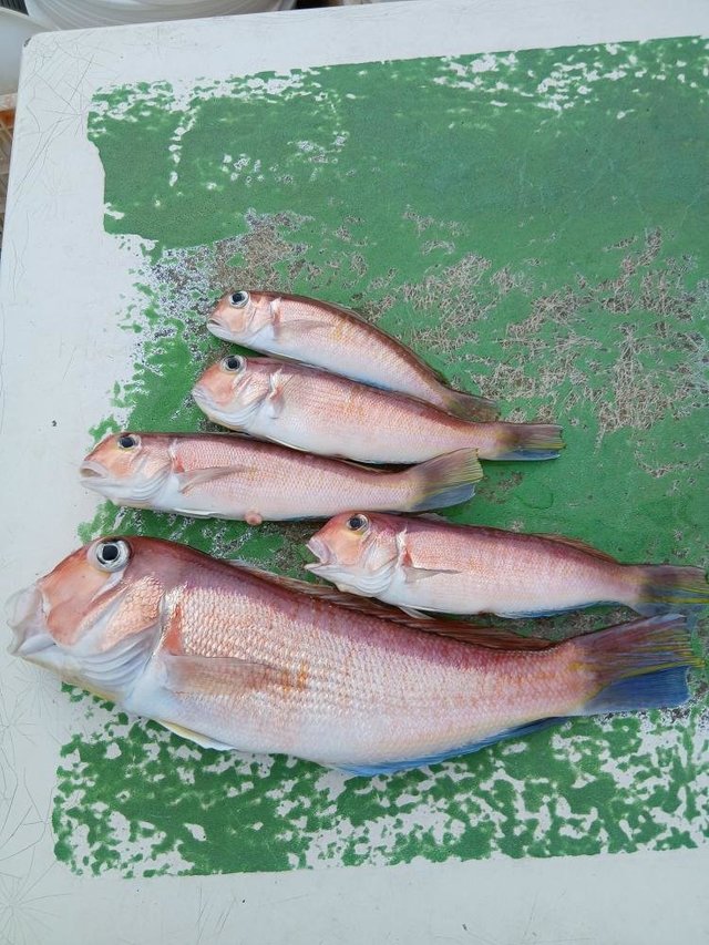 アマダイ(アカアマダイ)