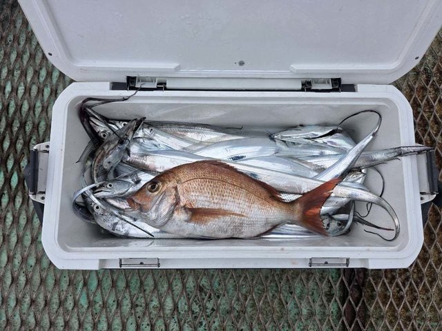 マダイ・タチウオ