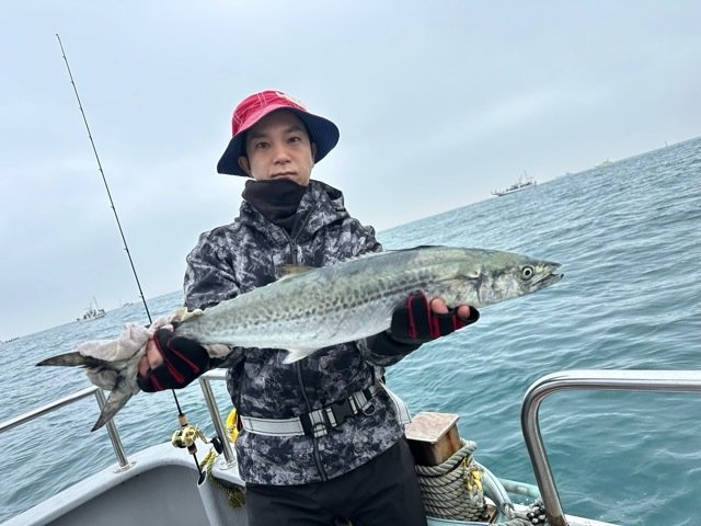 サゴシ(サワラ)