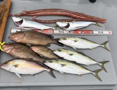 オオモンハタ・ハマチ(ブリ)・カンパチ・アカヤガラ