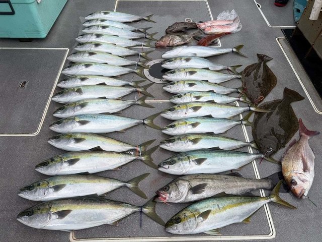 マダイ・マハタ・ブリ・ヒラメ