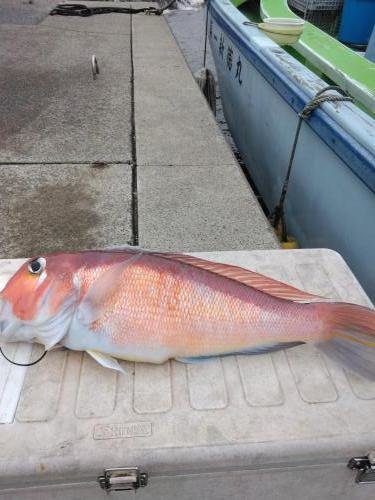 アマダイ(アカアマダイ)