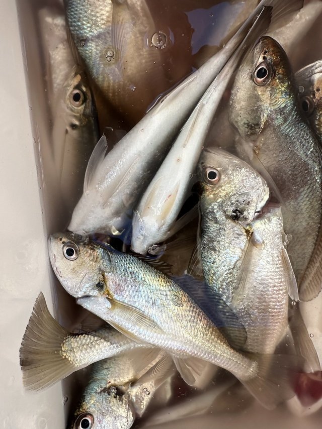 イシモチ(シログチ)