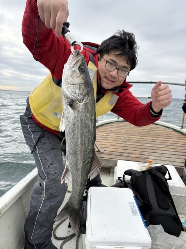 シーバス(スズキ)