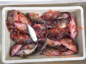 アジ(マアジ)・カサゴ