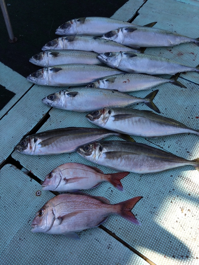 タイ(マダイ)・アジ(マアジ)・サバ(マサバ)