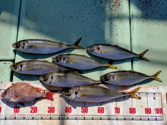 タイ(マダイ)・アジ(マアジ)