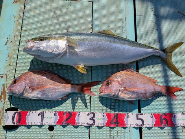 タイ(マダイ)・メジロ(ブリ)