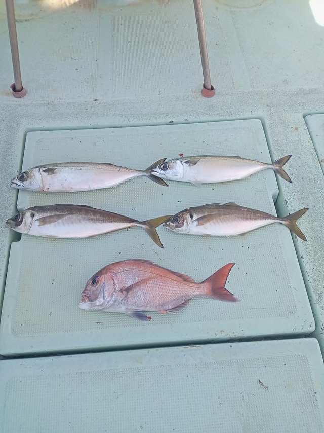 マダイ・マアジ・サバ(マサバ)