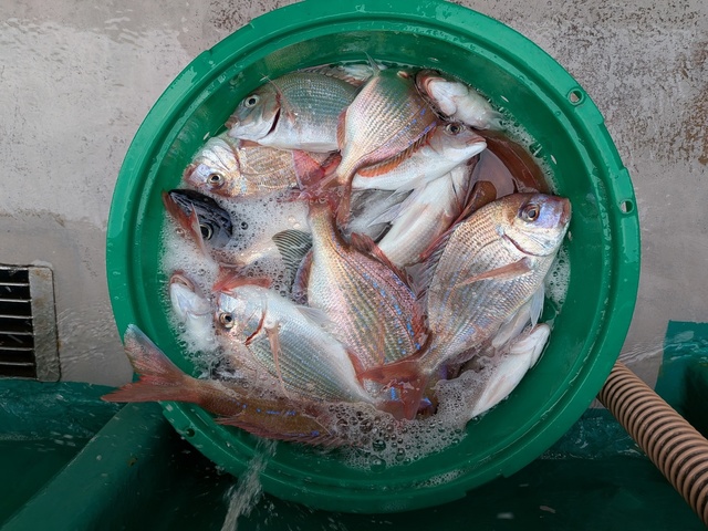 ハナダイ(チダイ)