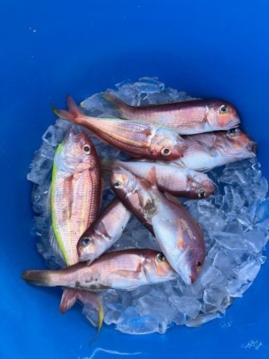 アマダイ(アカアマダイ)・イトヨリダイ