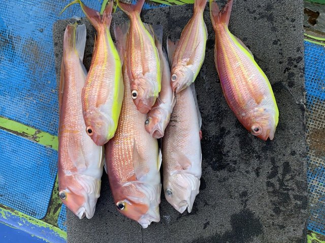 アマダイ(アカアマダイ)